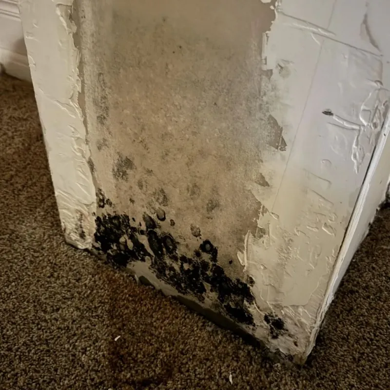 Professional Mold Removal in Huntington, UT